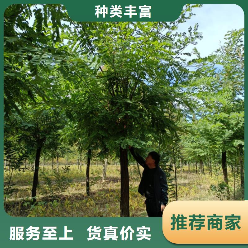 法桐黄金槐优质材料厂家直销