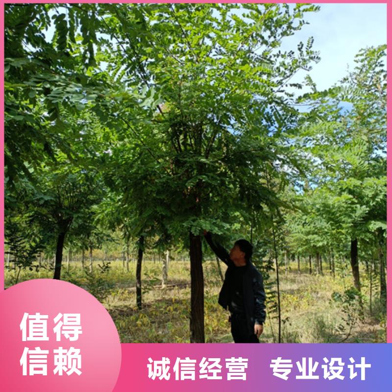 法桐小苗生产经验丰富的厂家