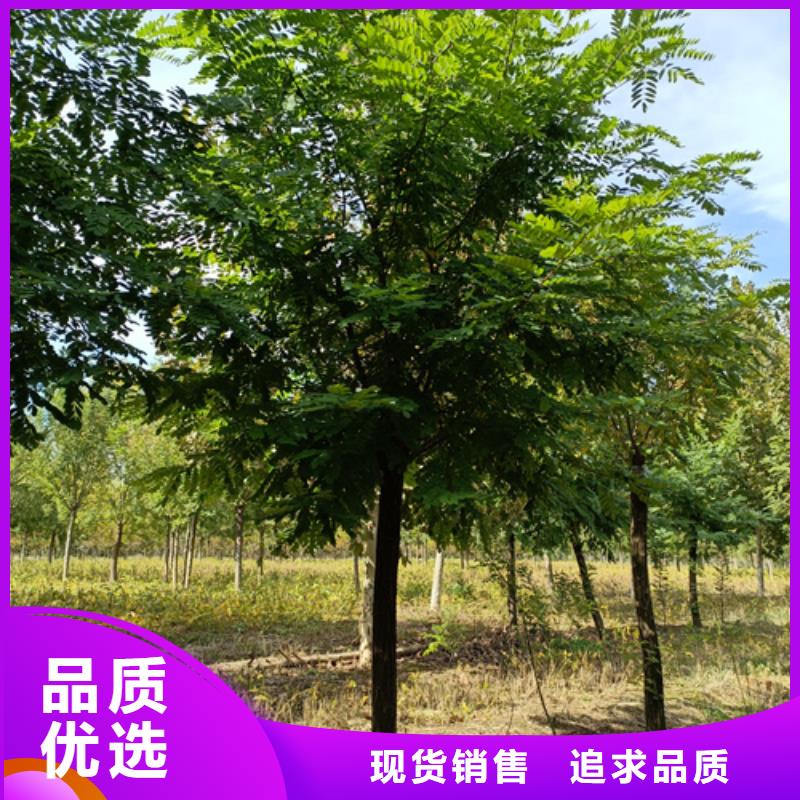 价格合理的法桐小苗生产厂家