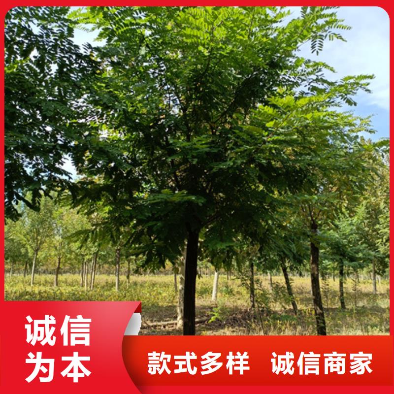 法桐_白蜡经销商