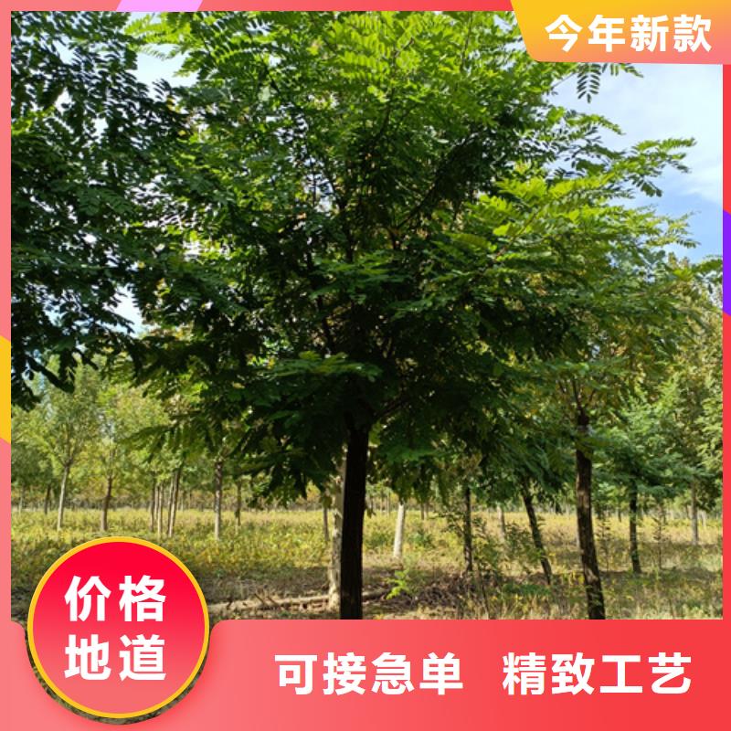 质量可靠的法桐行情厂家