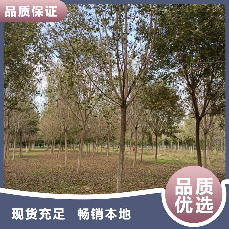 造型法桐质量放心绿化乔木