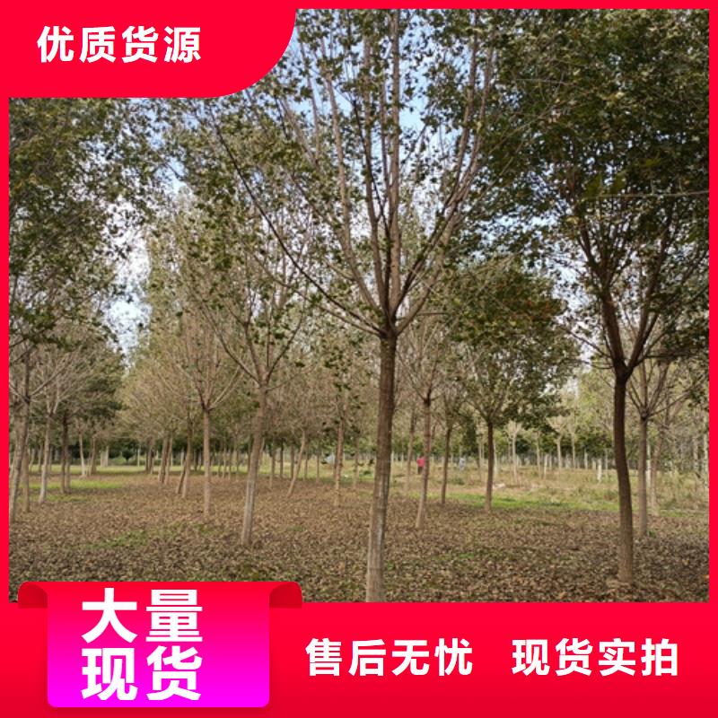 可定制的法桐行情本地厂家