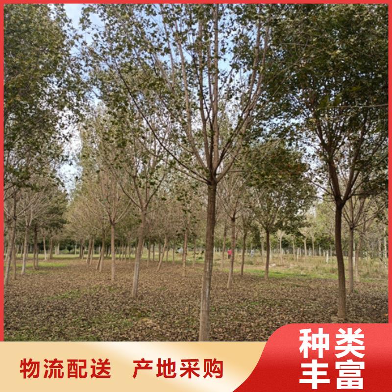 法桐小苗大量批发