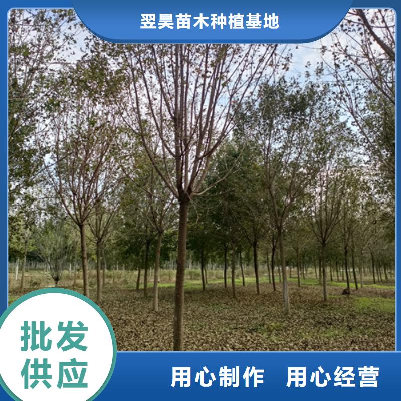 造型法桐销售地址