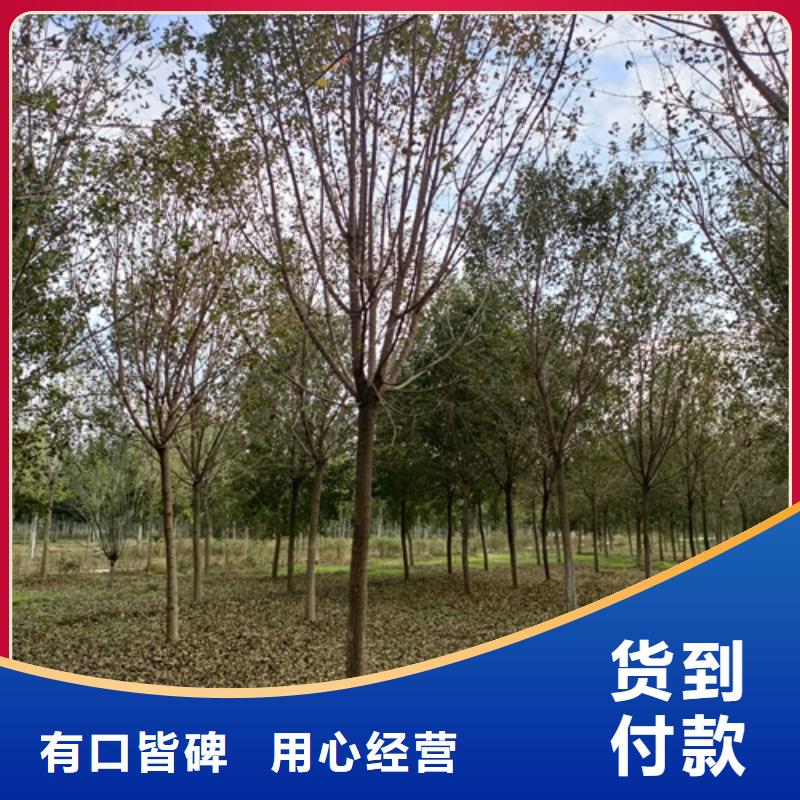 质优价廉的法桐小苗经销商