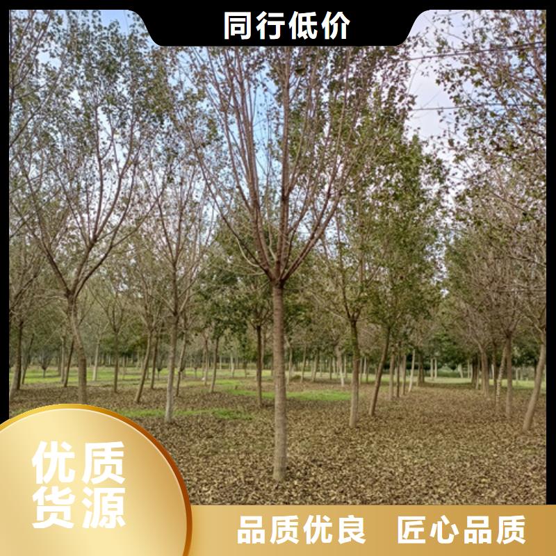 法桐价格欢迎来电绿化乔木