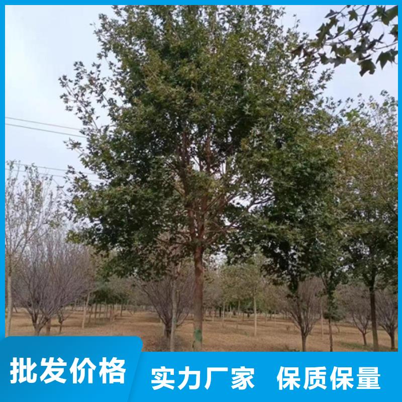 法桐小苗产品就是好用