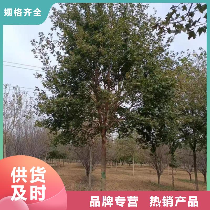 造型法桐承诺守信绿化苗木