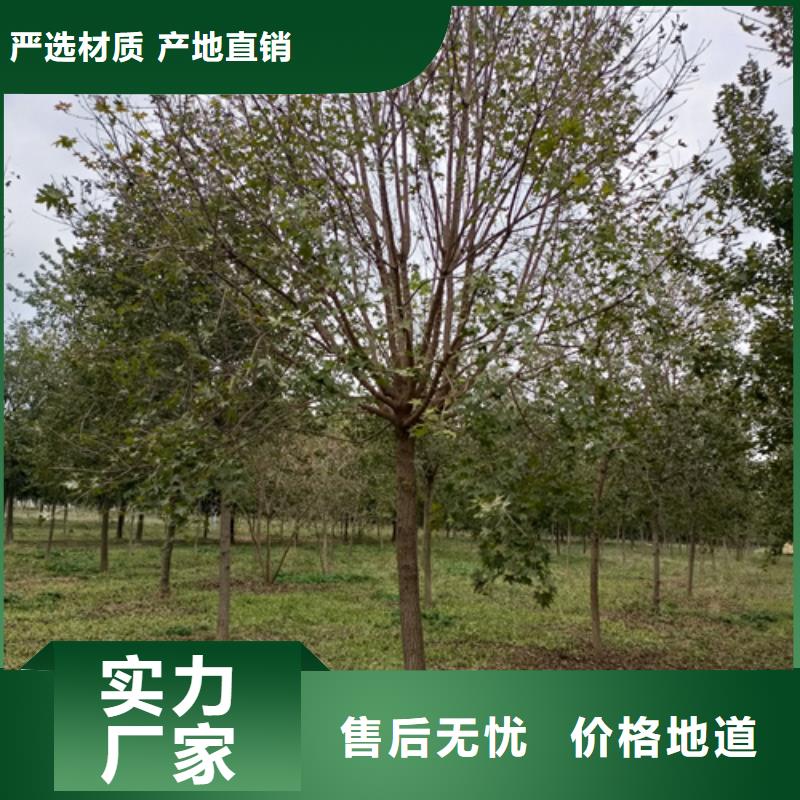 法桐款式多样
