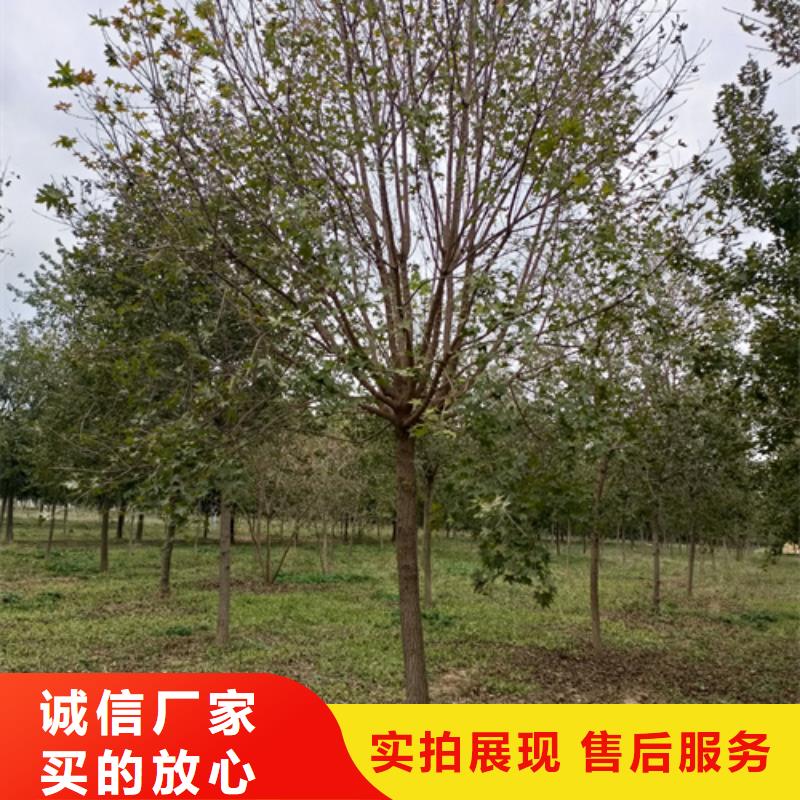 造型法桐价格优绿化乔木