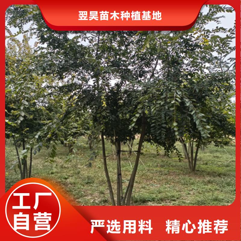 造型法桐种植基地绿化乔木