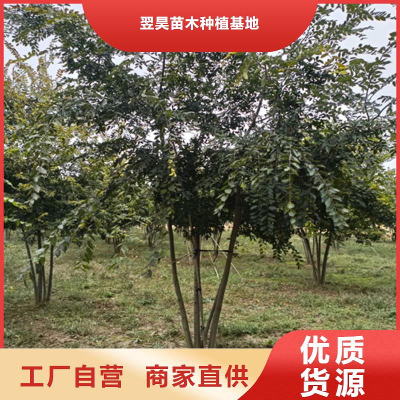 造型法桐质量放心绿化苗木