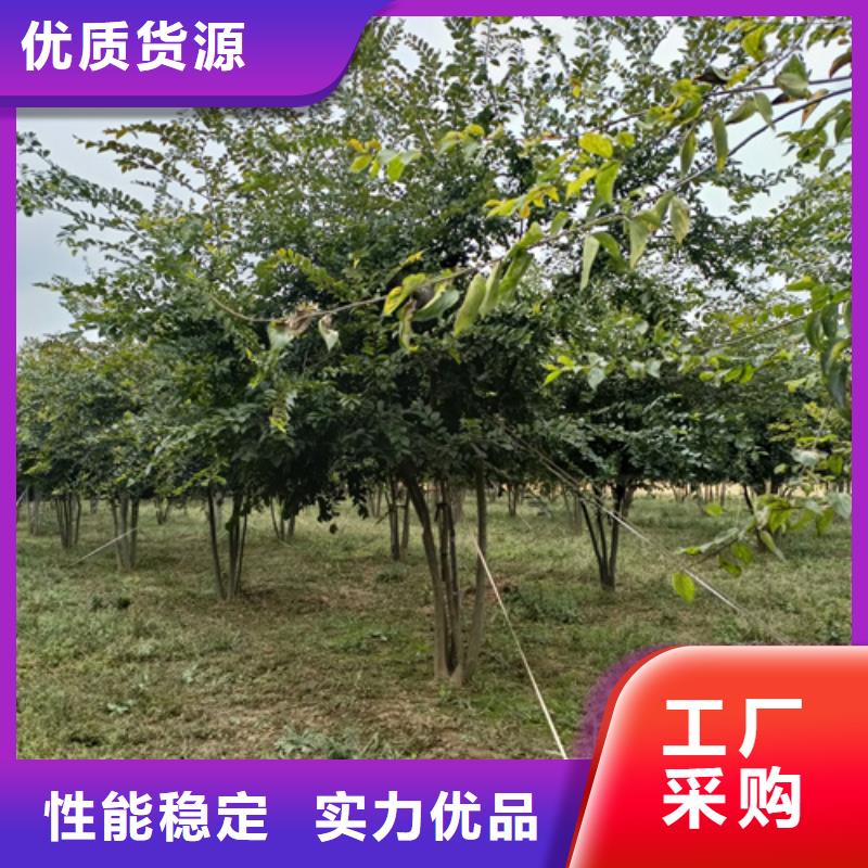 法桐批发优惠多