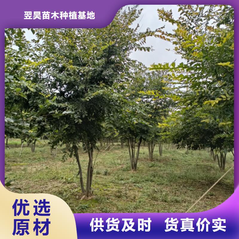 法桐小苗实力大厂家