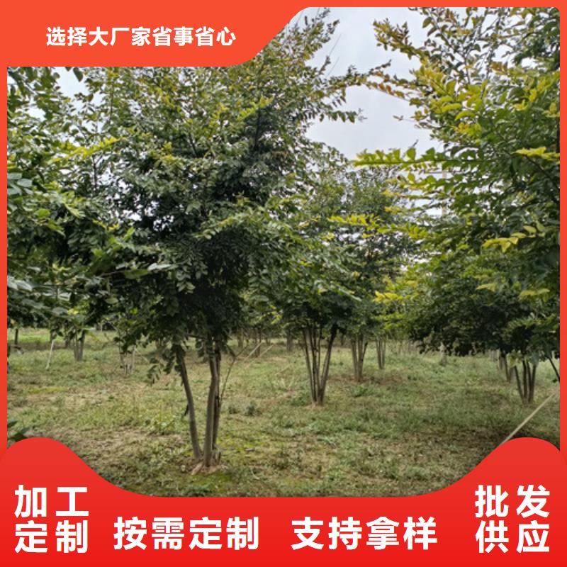 法桐价格现货齐全苗木基地