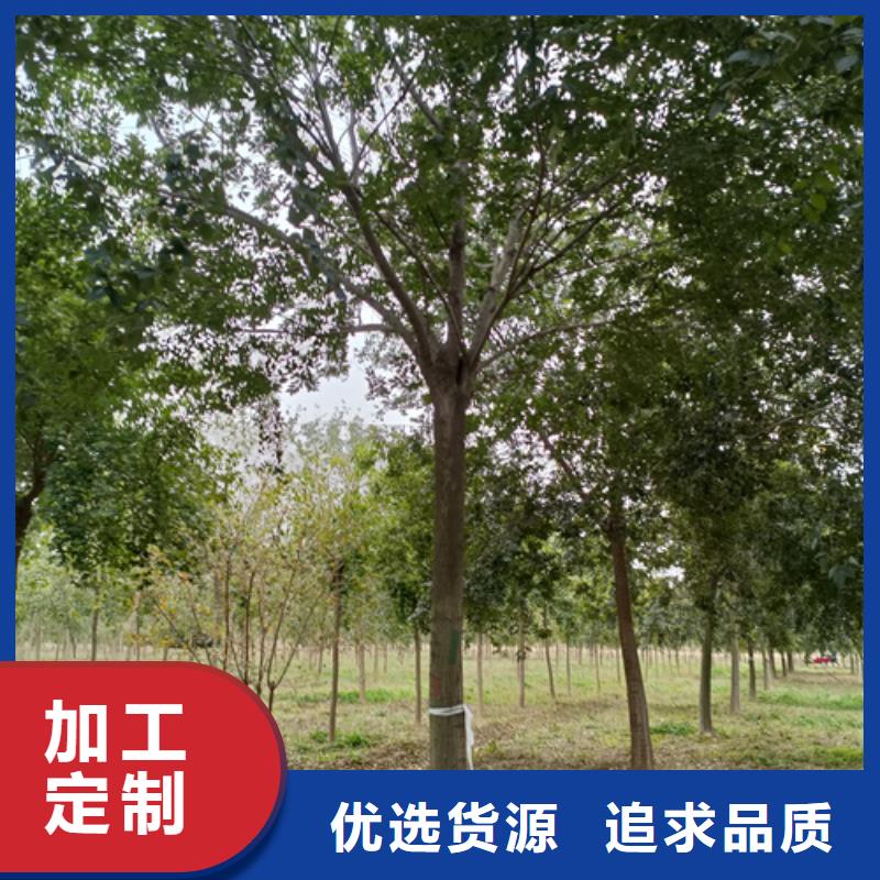 价格合理的法桐小苗厂家