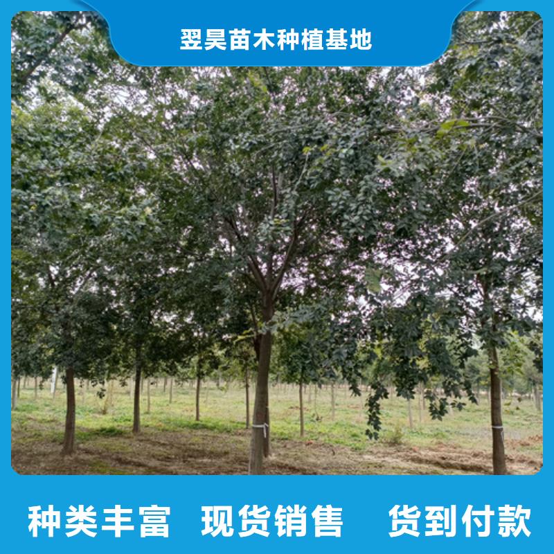 法桐小苗货源充足绿化乔木