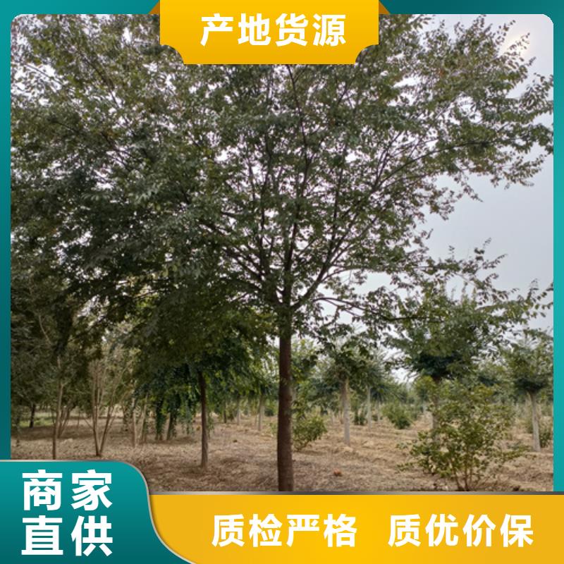 造型法桐现货供应绿化乔木