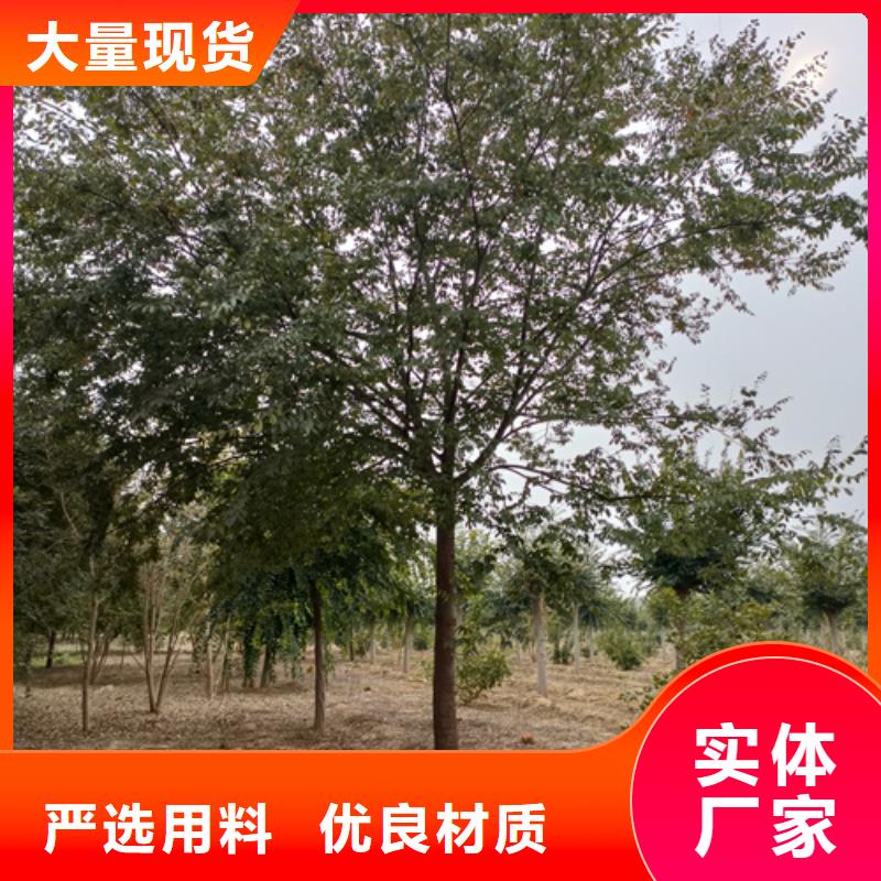 常年供应造型法桐-热销