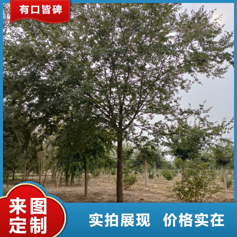 供应法桐小苗_生产厂家