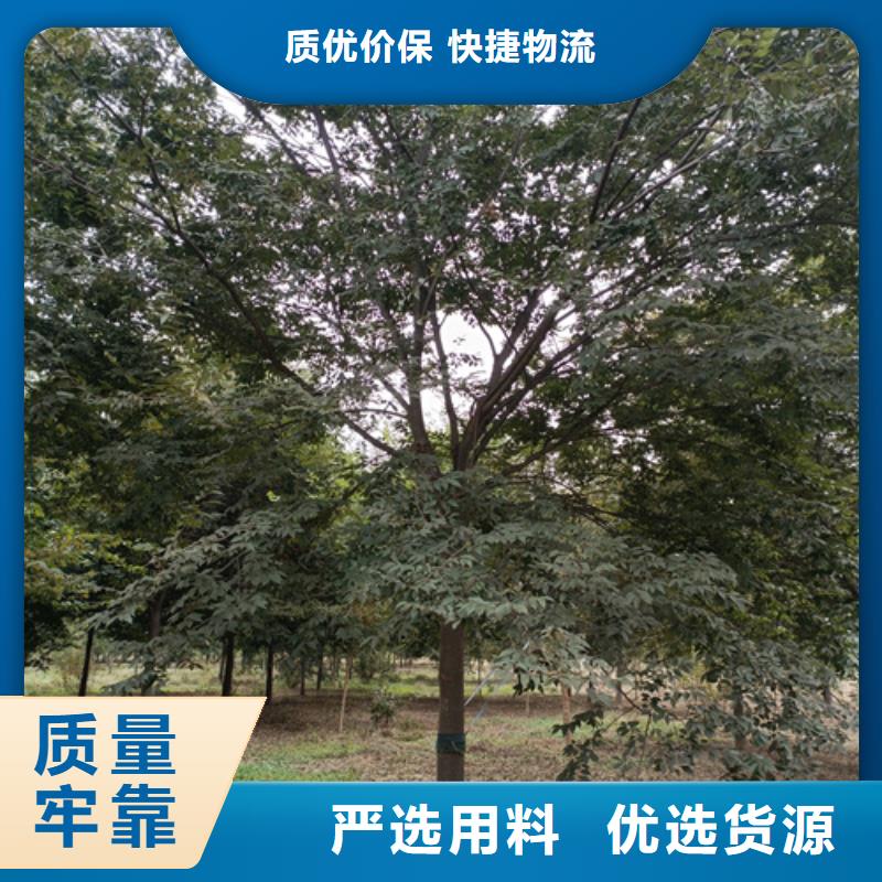 法桐,北京栾规格齐全实力厂家