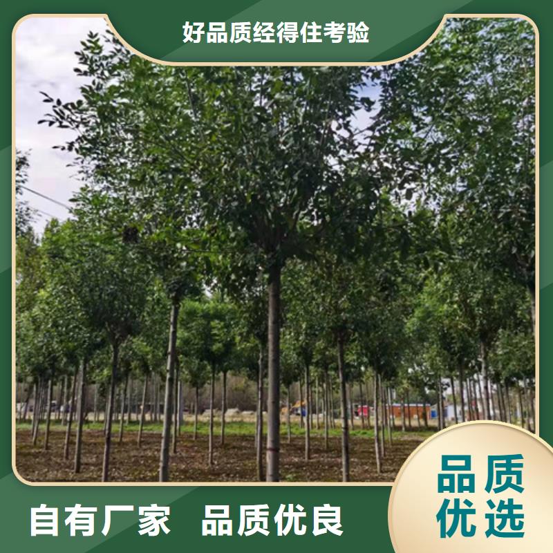 法桐小苗-法桐小苗优质