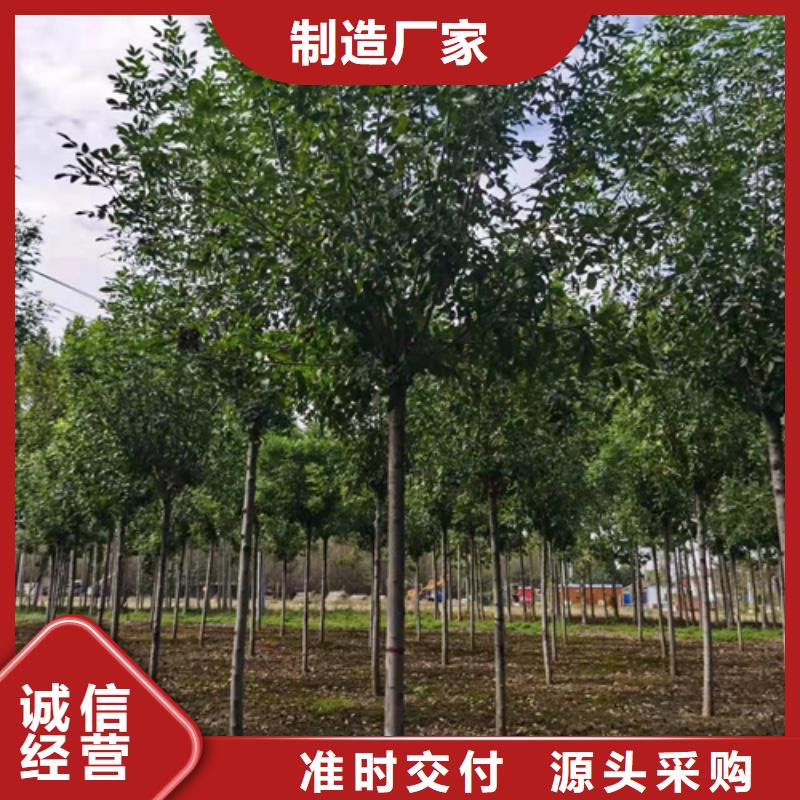 质量优的法桐现货厂家