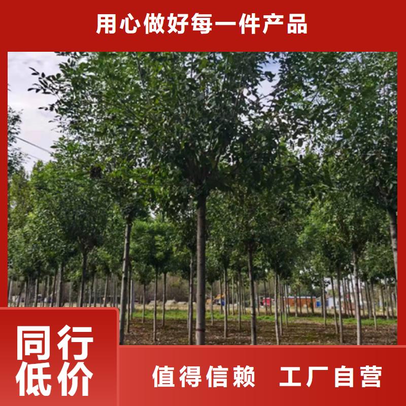 【法桐】-国槐产品优良