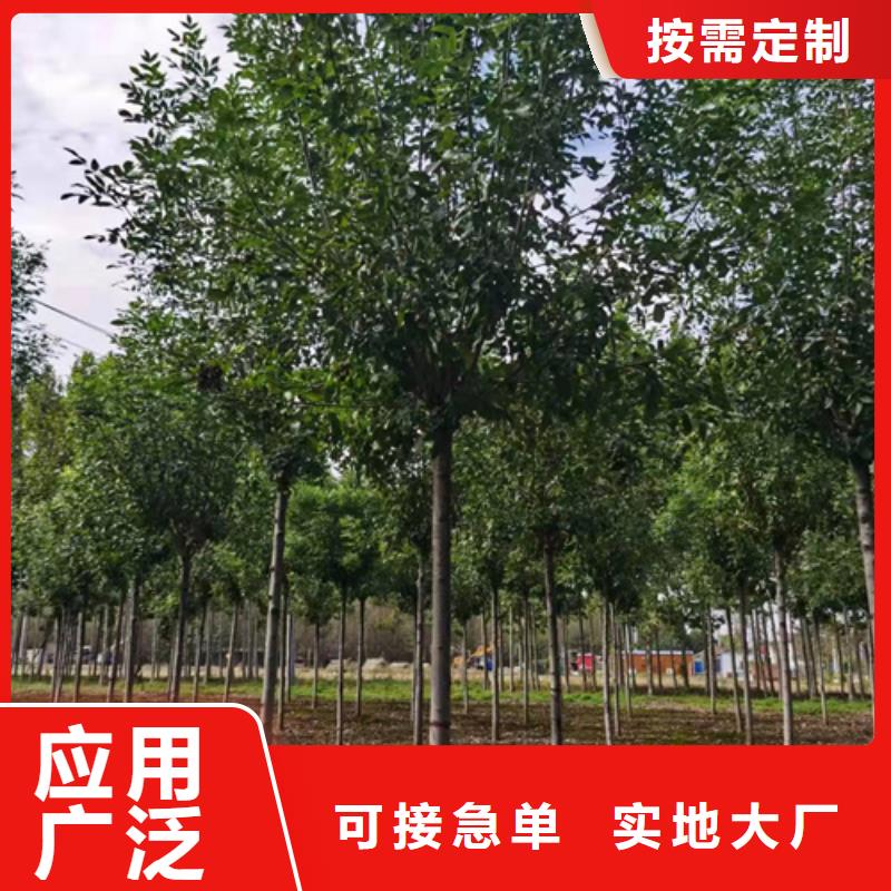 法桐价格欢迎来电绿化乔木