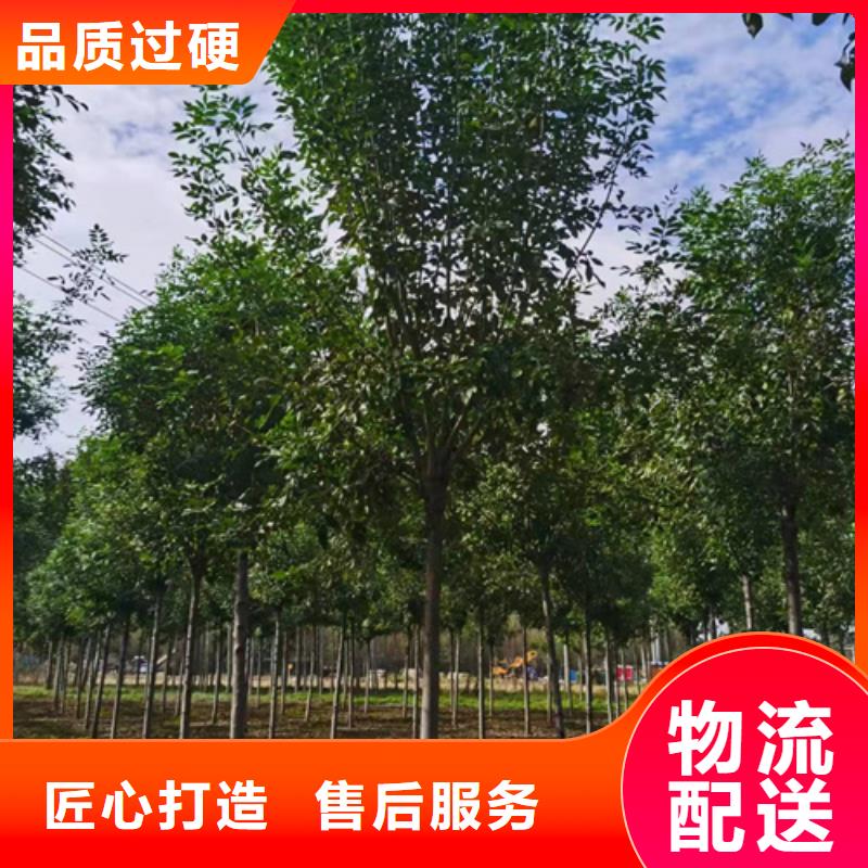 造型法桐-信守承诺