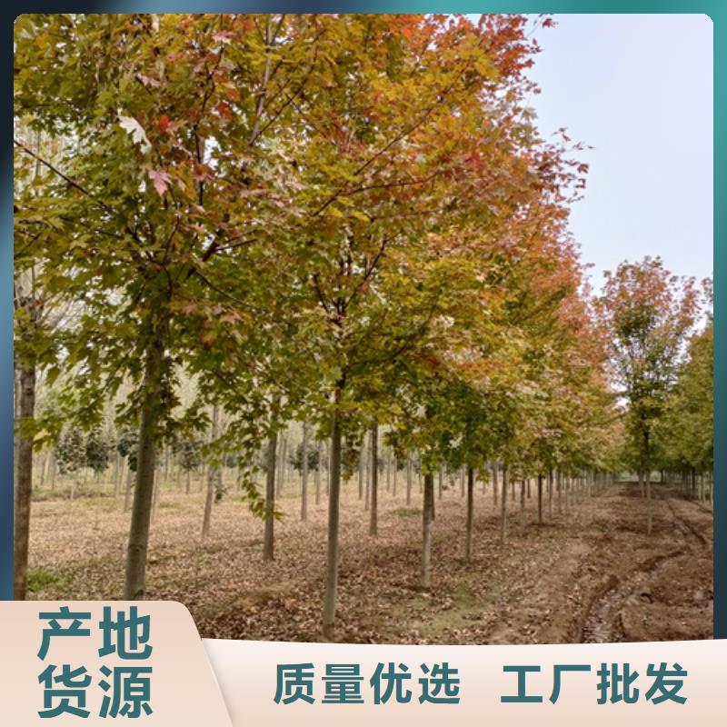 法桐小苗生产厂家-型号齐全