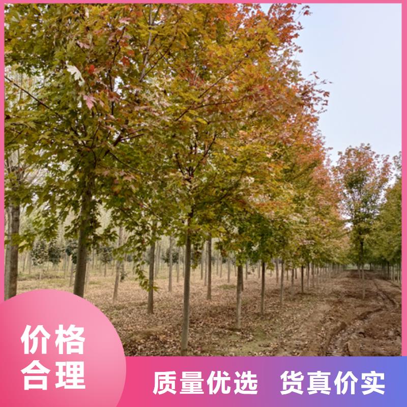 法桐厂家-发货及时