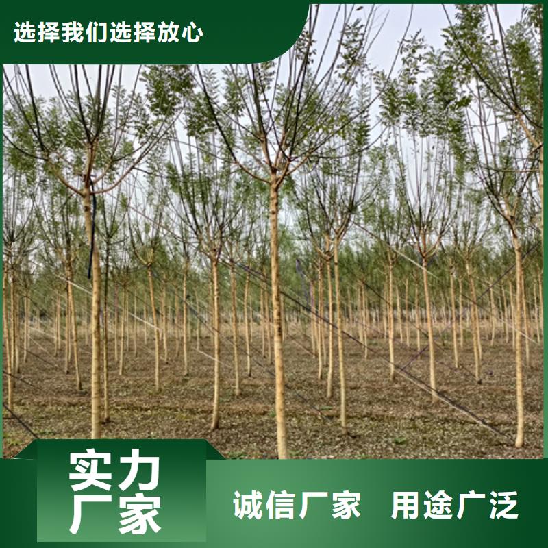 法桐小苗、法桐小苗厂家-质量保证