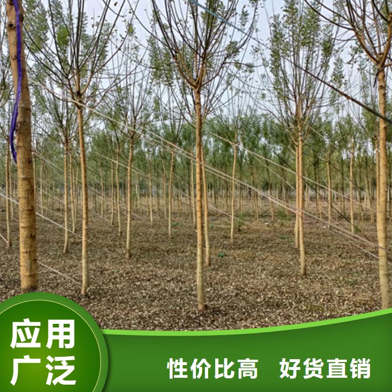 速生法桐订制
