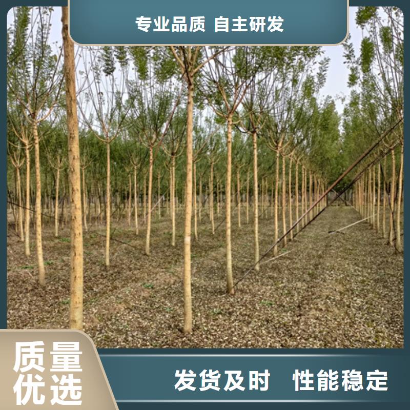 法桐价格种植基地绿化苗木