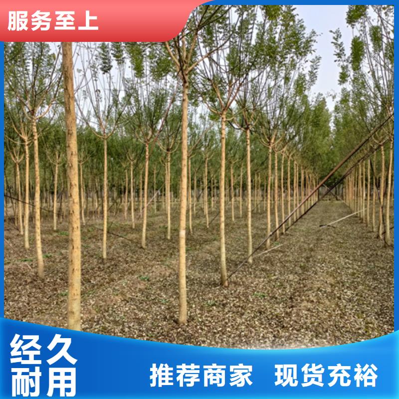 法桐供货及时保证工期