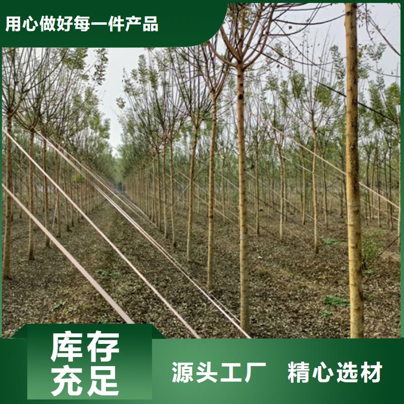 造型法桐种植基地绿化乔木