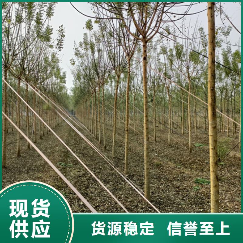 质量优的法桐现货厂家