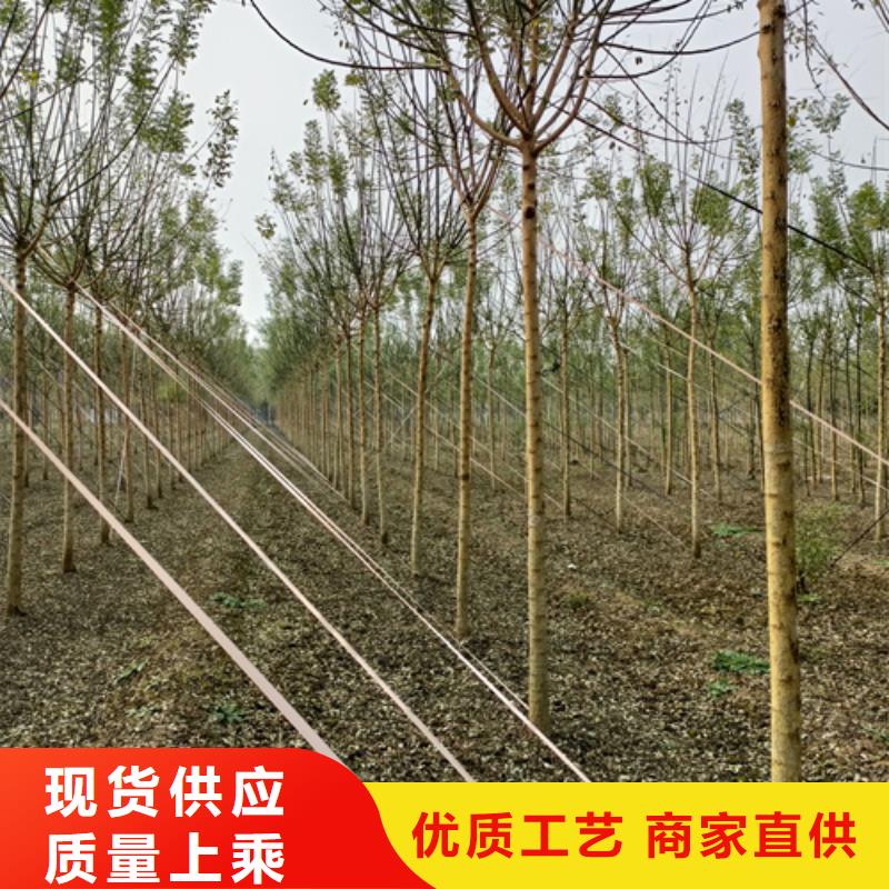 法桐批量采购