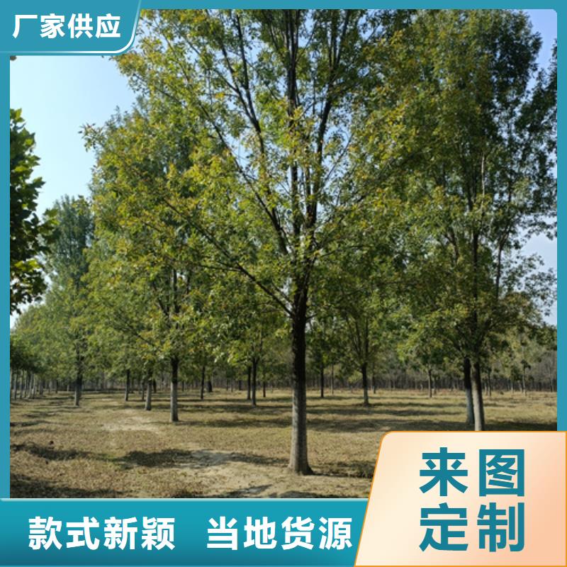 法桐价格放心购买绿化苗木