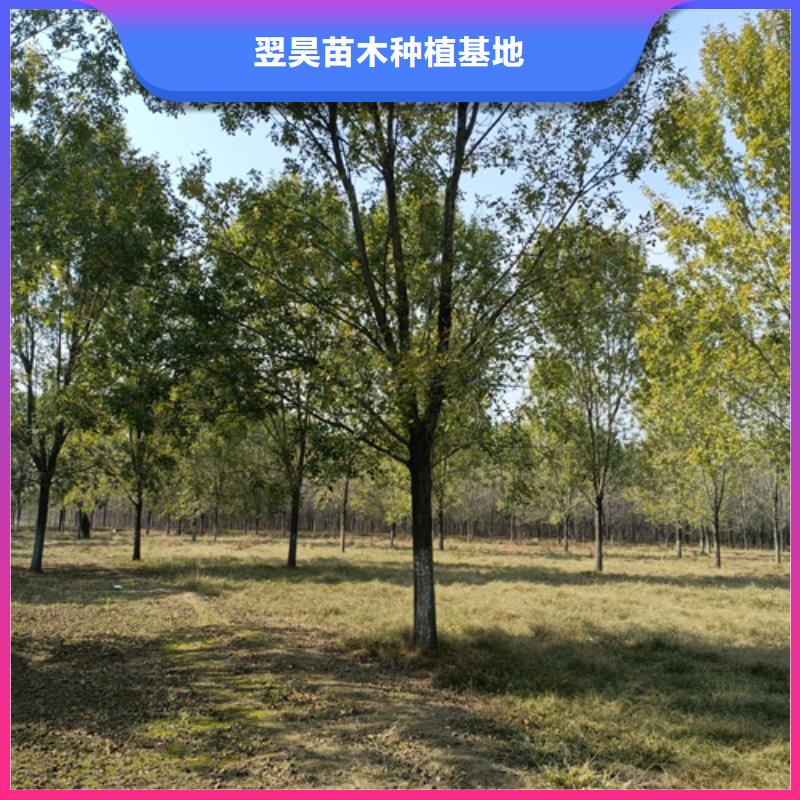 速生法桐量大从优绿化苗木