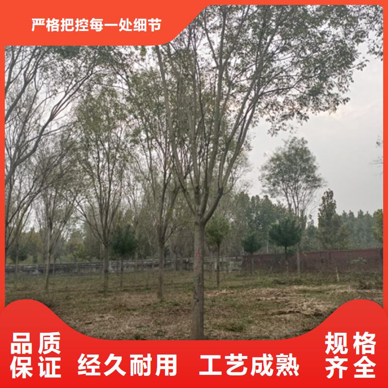 质优价廉的速生法桐销售厂家