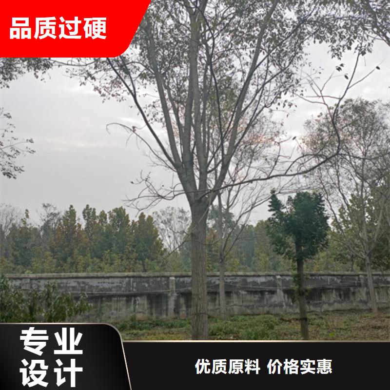 法桐_白蜡真材实料诚信经营