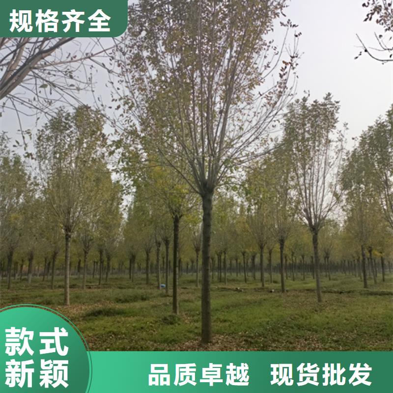 ##法桐行情厂家
