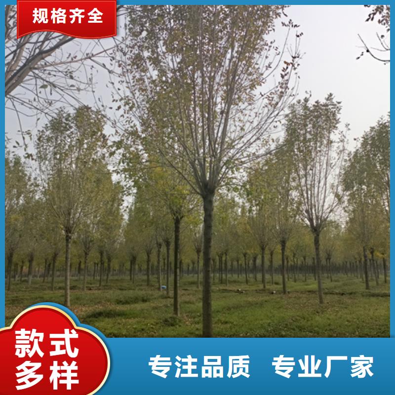 规格全的速生法桐供应商
