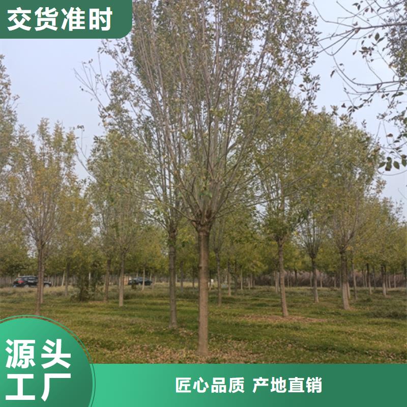 规格齐全的速生法桐供货商
