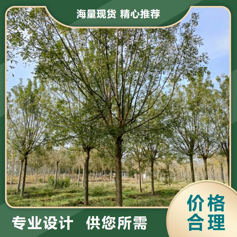 法桐货源充足绿化苗木