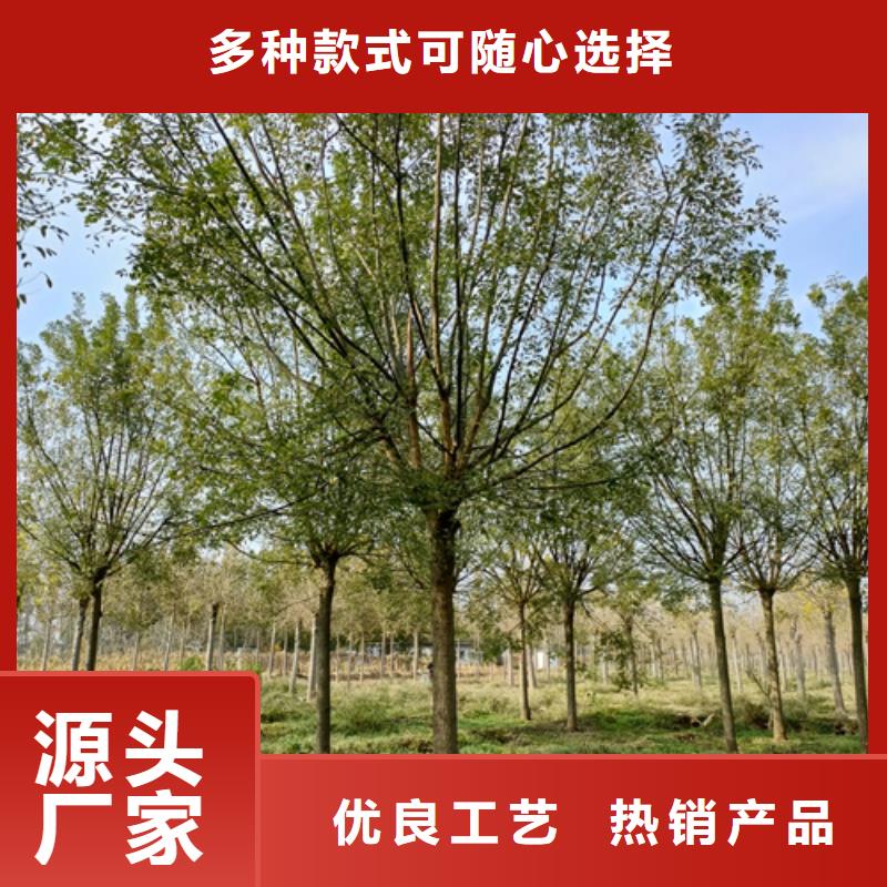 法桐价格现货齐全苗木基地