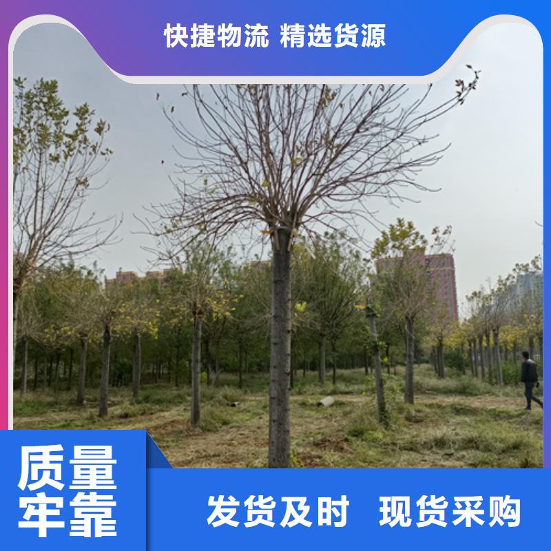 速生法桐薄利多销
